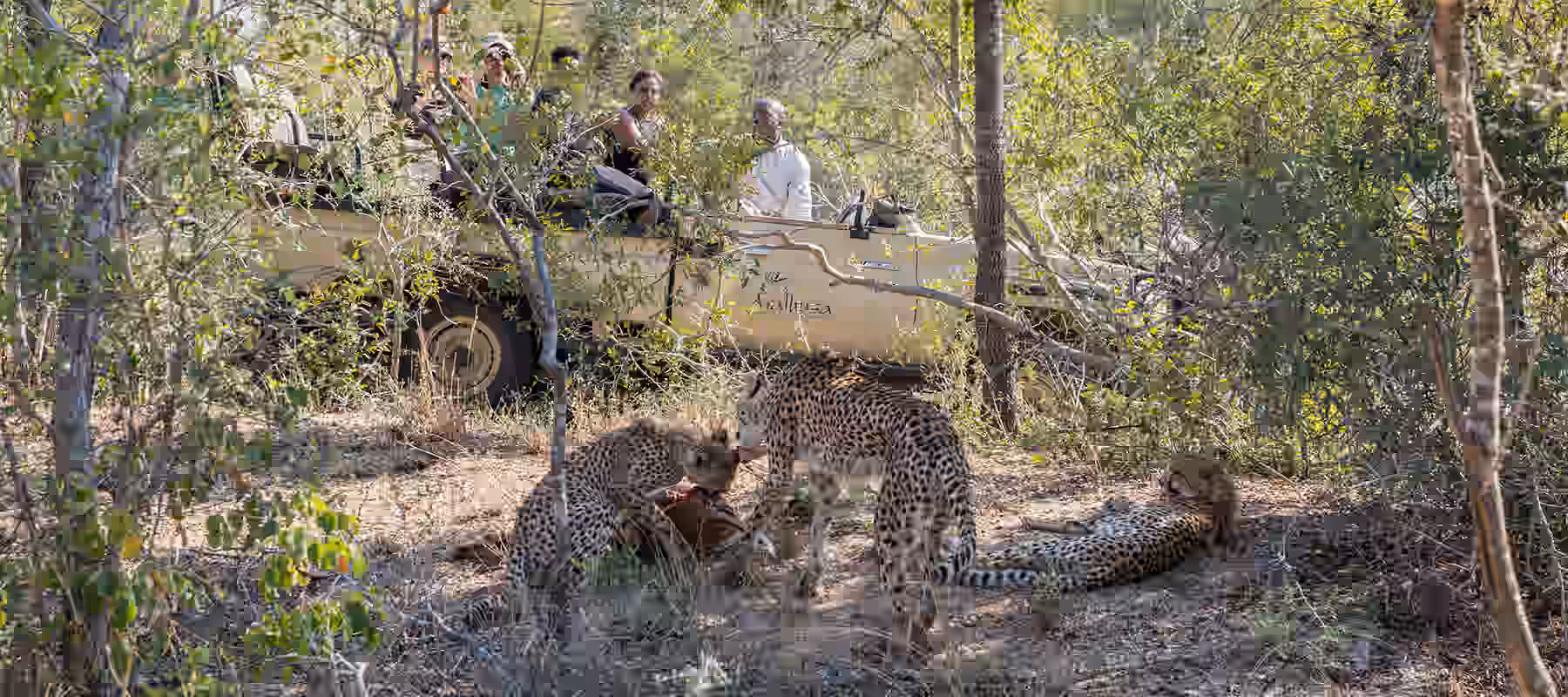 Arathusa Safari Lodge gallery 10