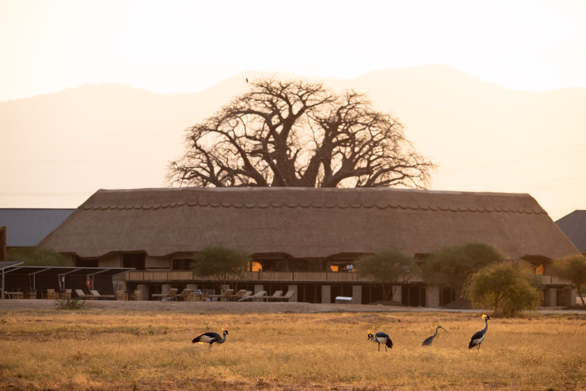 Lake Burunge Baobab Tented Lodge gallery 7