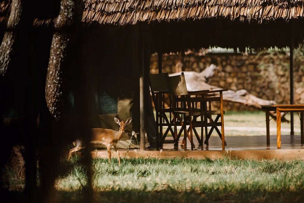 Tarangire Safari Lodge gallery 5