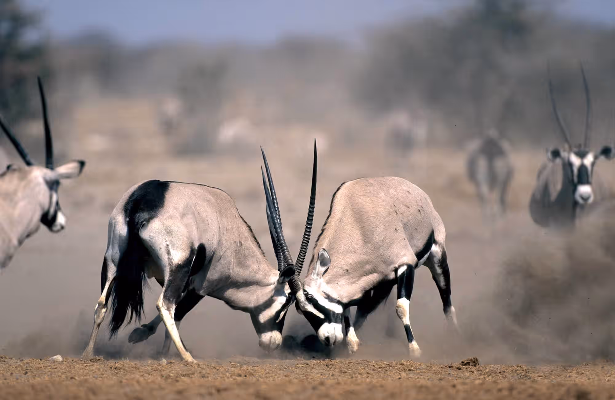 Etosha Safari Camp gallery 3