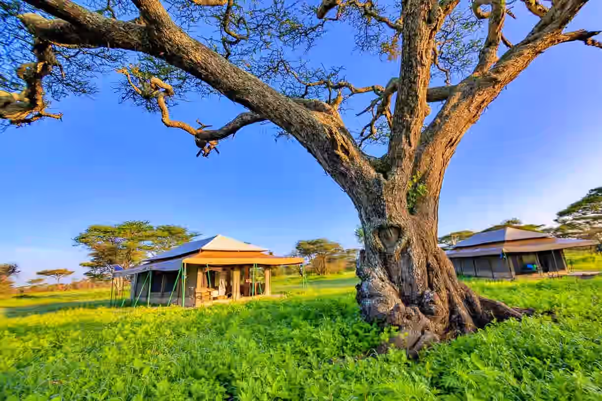 Tanzania Bush Camp (Ndutu) gallery 0