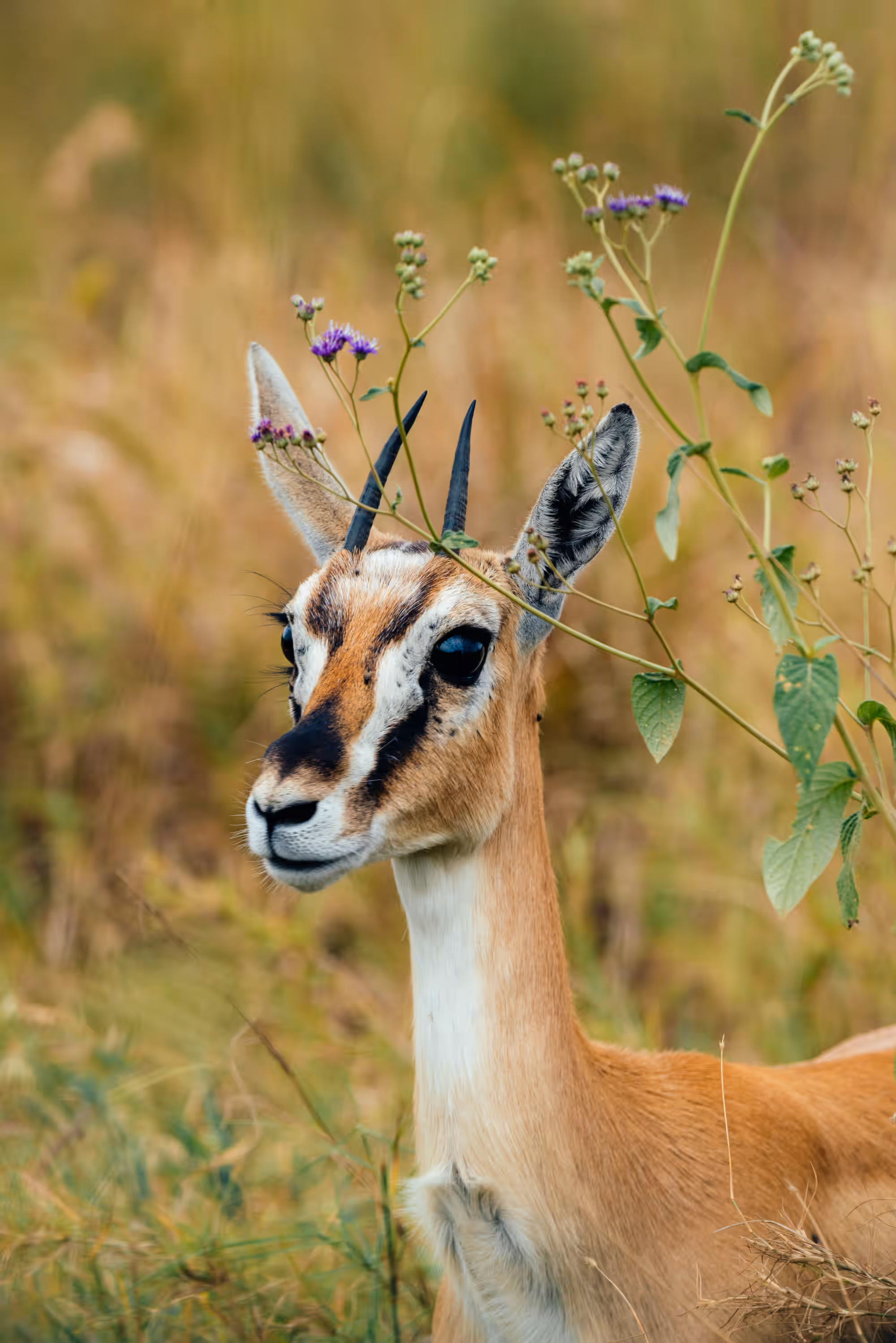Awali Serengeti Camp gallery 13