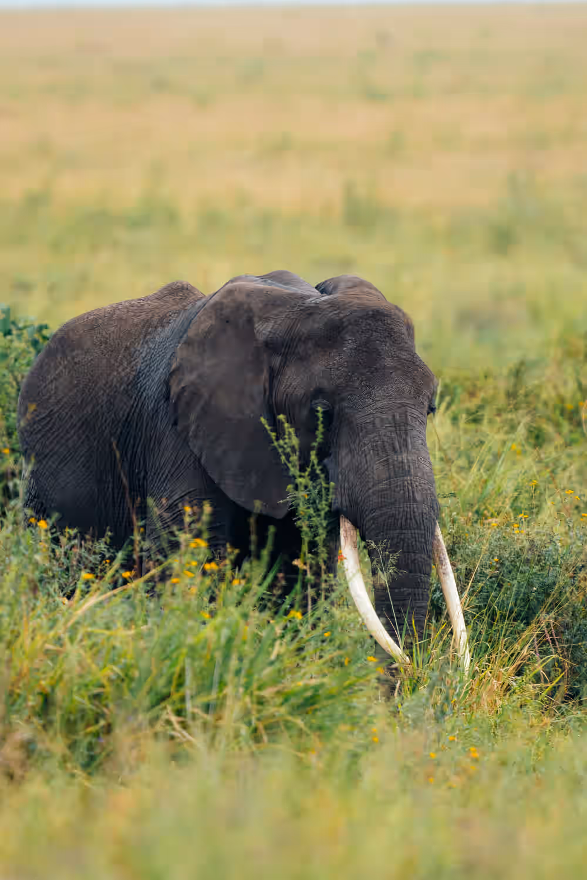 Awali Serengeti Camp gallery 15