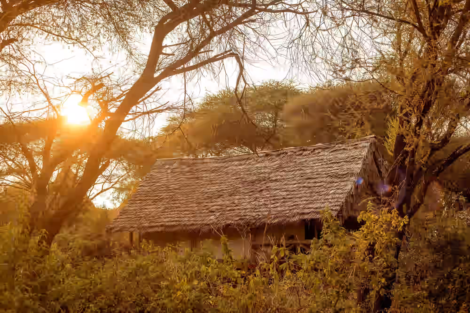 Roika Tarangire Tented Lodge gallery 2