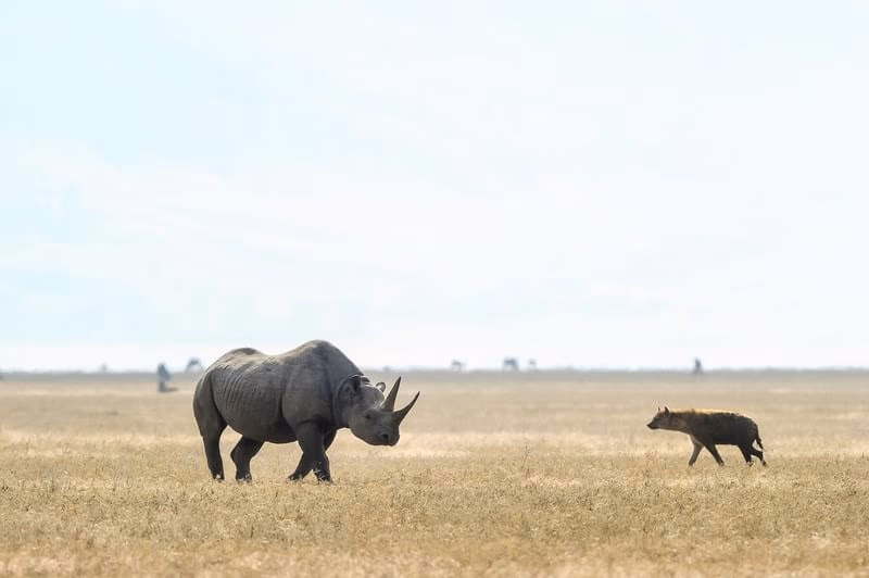 Ngorongoro Serena Safari Lodge gallery 8