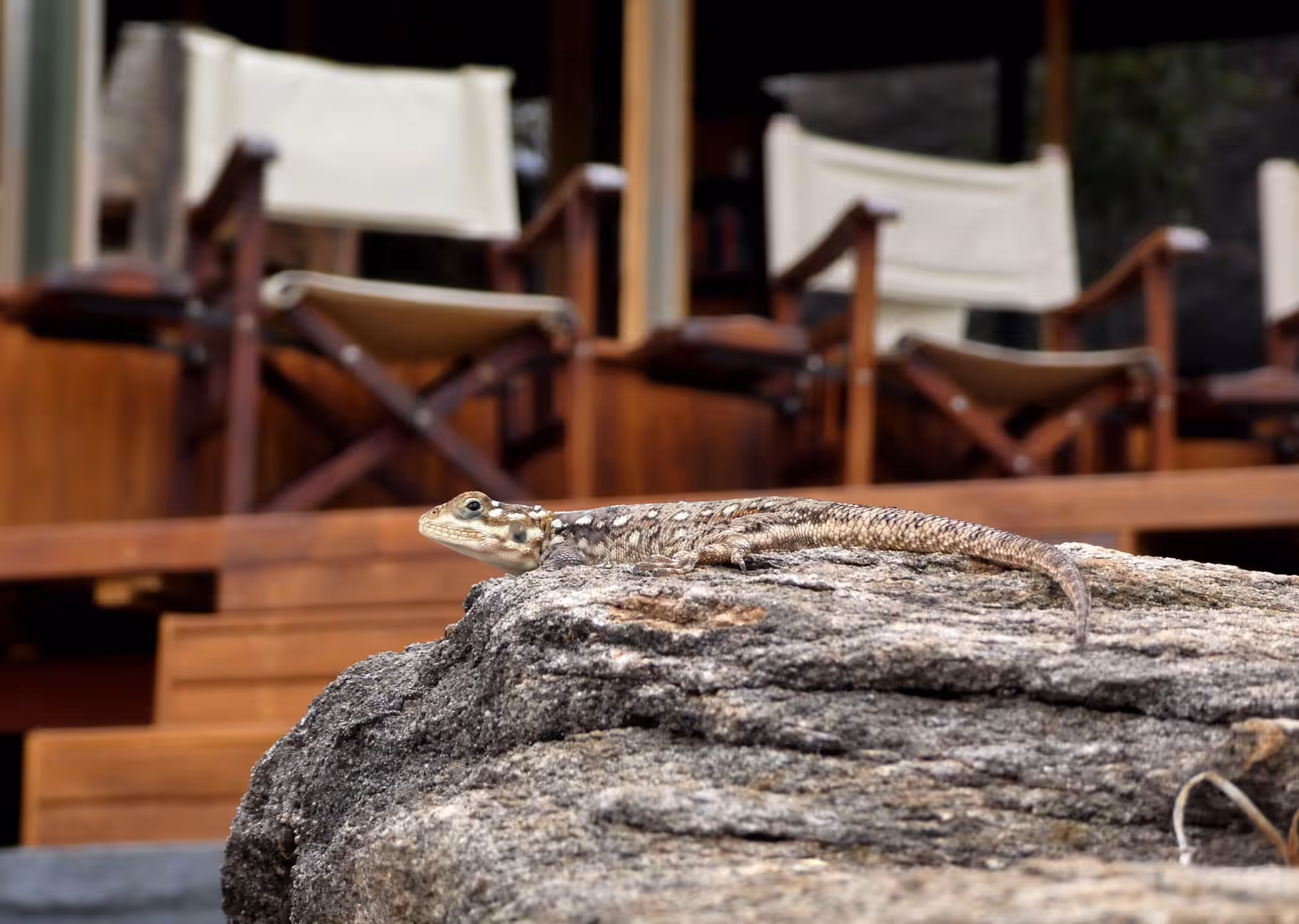Tarangire View Tented Lodge gallery 2