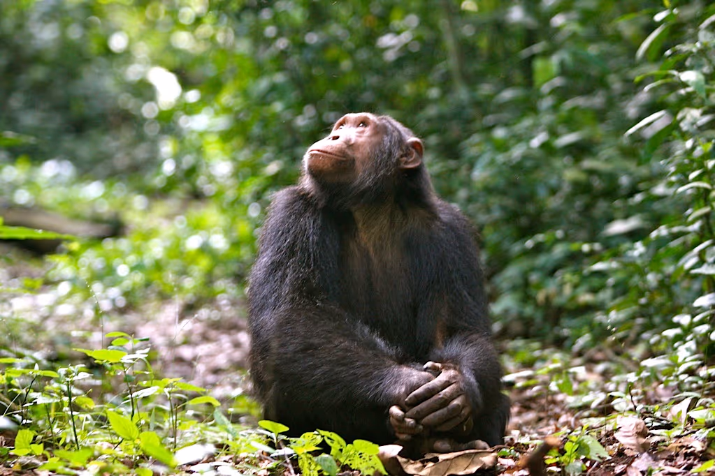 Chimpanzee tracking (kibale national park) gallery 0