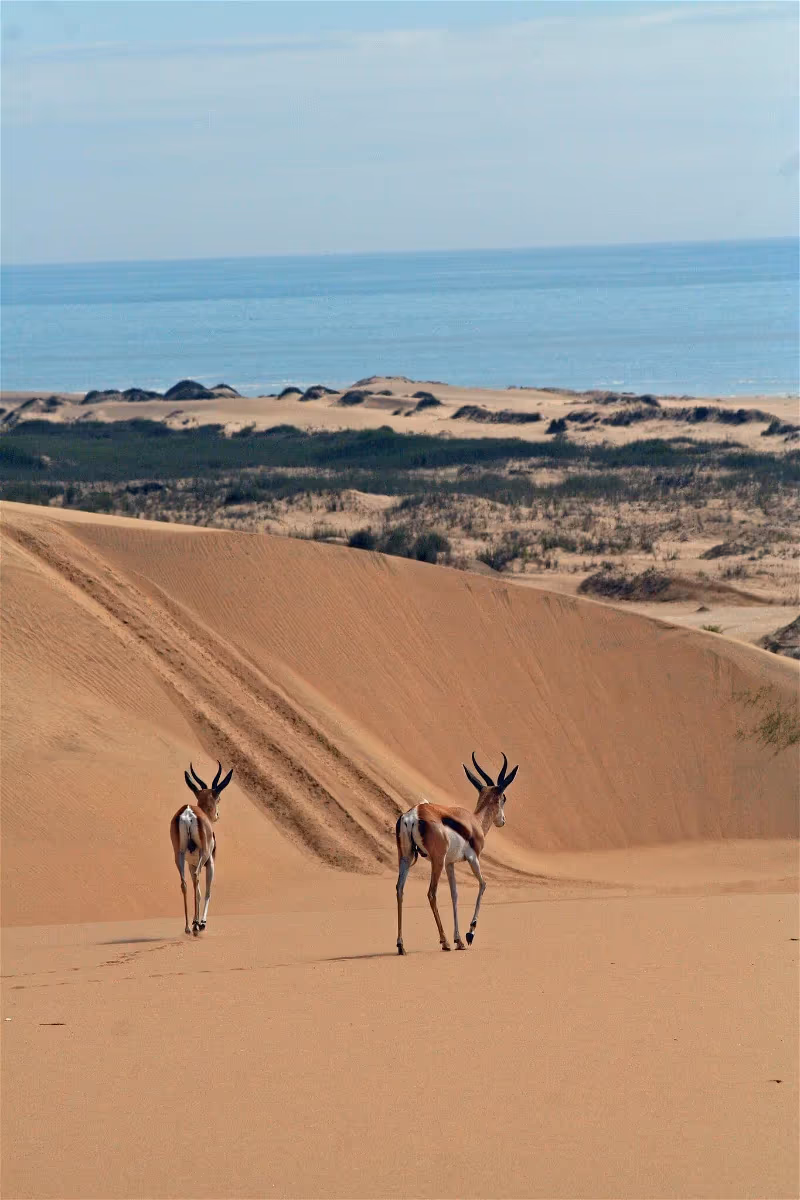 Walvis Bay and Sandwich Harbour Tour gallery 8