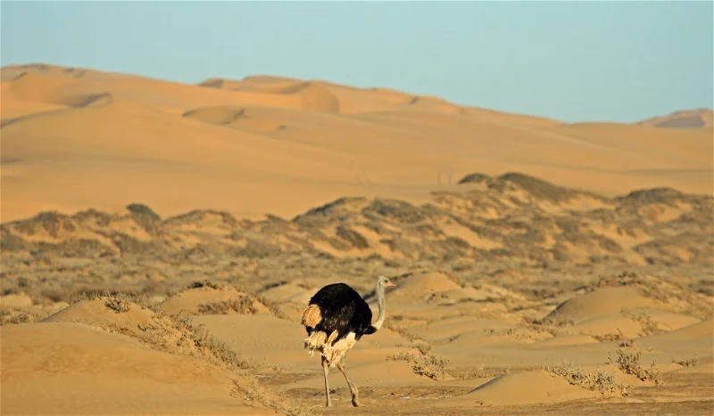 Walvis Bay and Sandwich Harbour Tour gallery 0