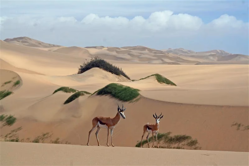 Walvis Bay and Sandwich Harbour Tour gallery 2
