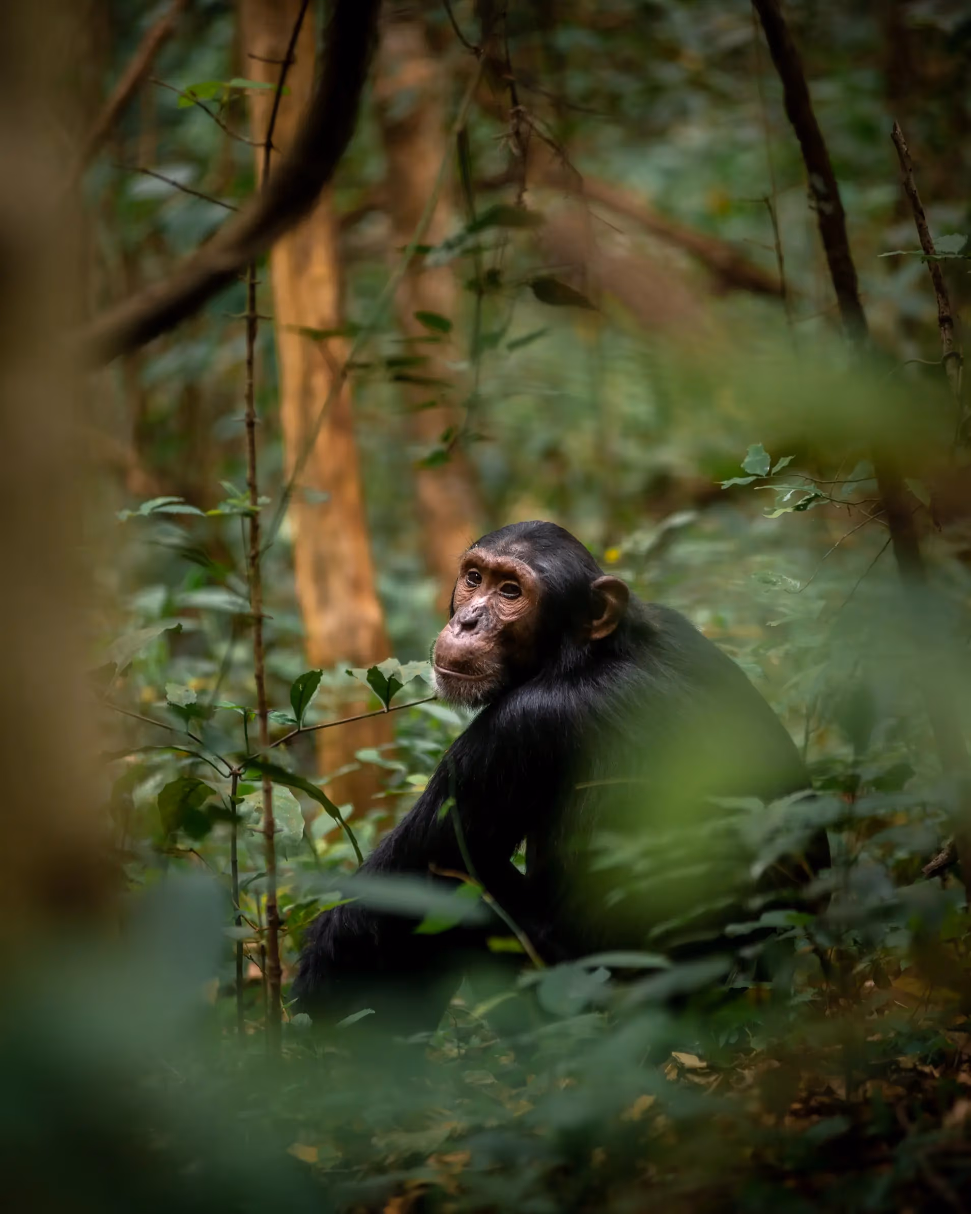 Chimpanzee tracking (kibale national park) gallery 1
