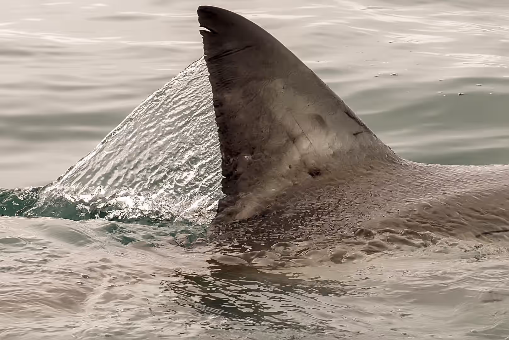 Apex Shark Cage Diving & Marine Big Five Eco-Tour gallery 3