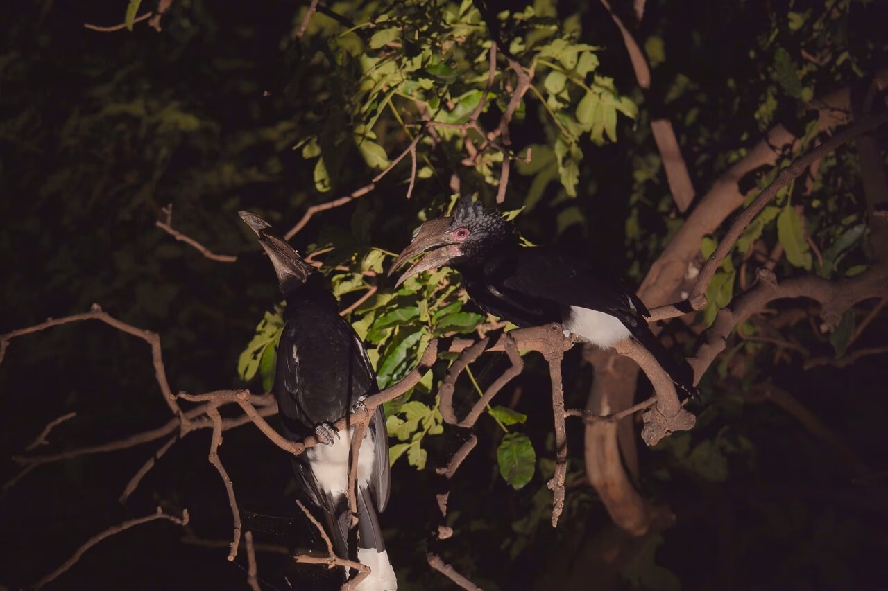 Night Game Drive lake Manyara gallery 2