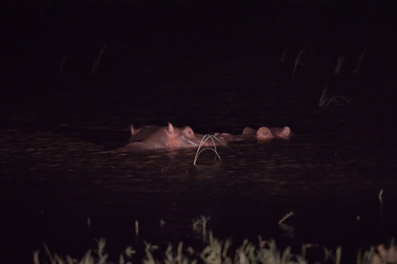 Night Game Drive lake Manyara gallery 1
