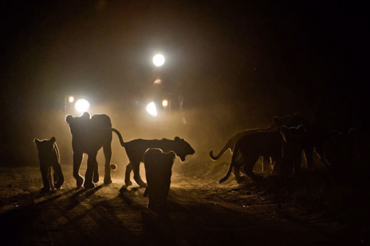 Night Game Drive lake Manyara gallery 3