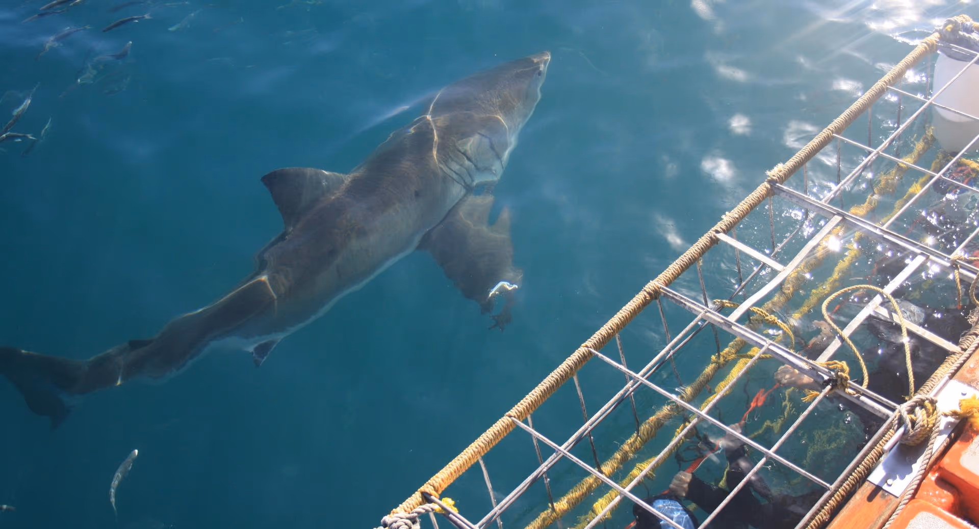 Apex Shark Cage Diving & Marine Big Five Eco-Tour gallery 2