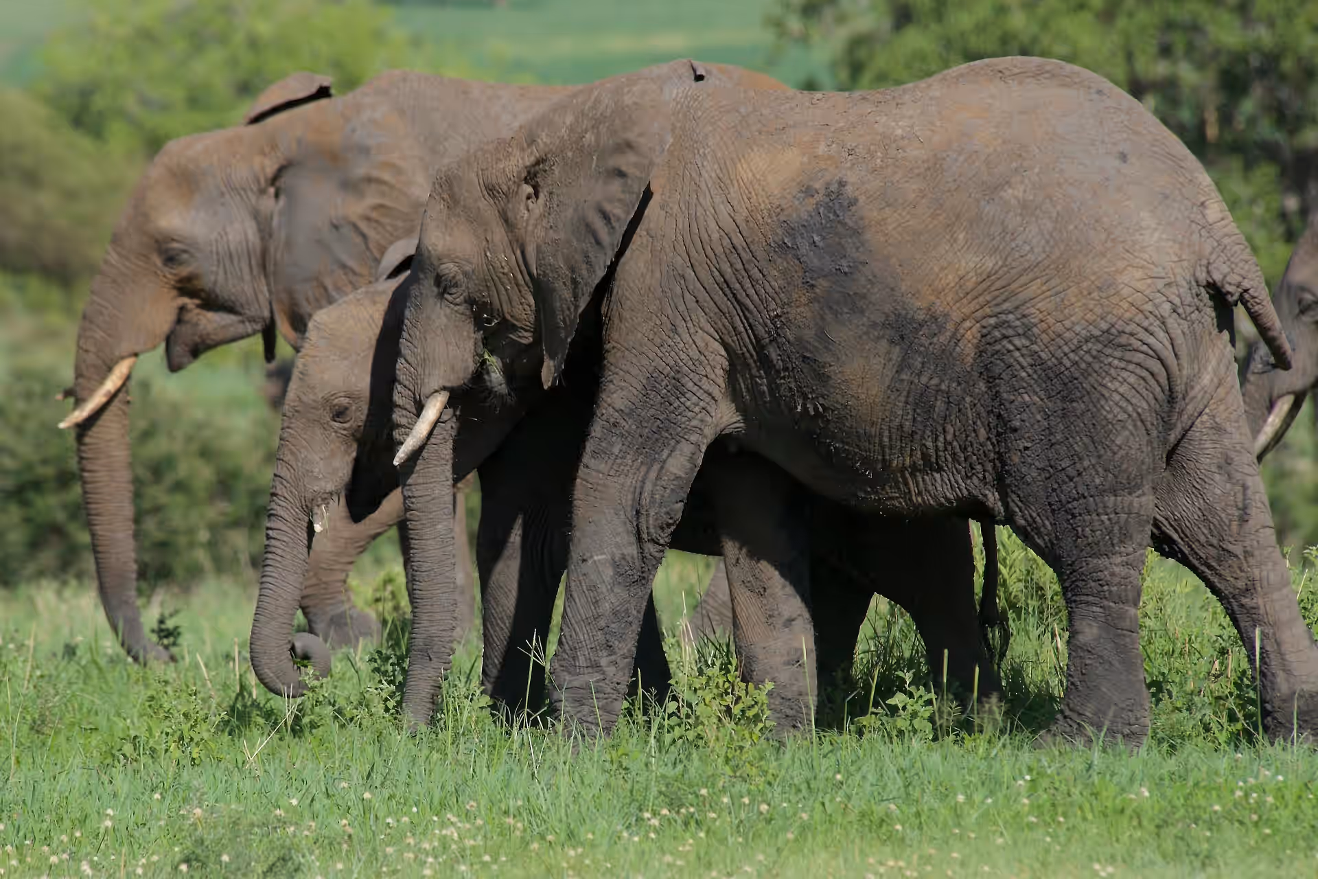 Walking Safaris in Tarangire National Park gallery 3