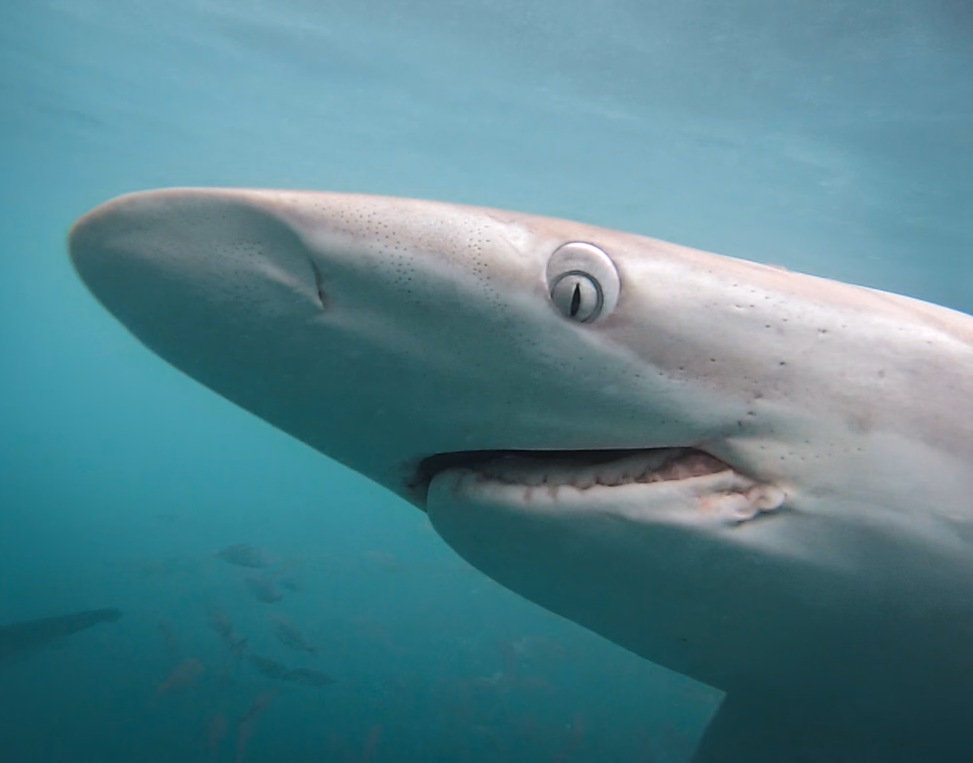 Apex Shark Cage Diving & Marine Big Five Eco-Tour gallery 5