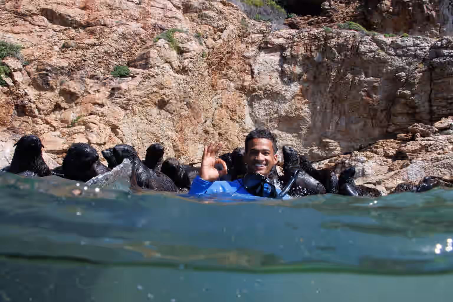 Plettenberg Bay: Guided Cape Fur Seal Snorkeling Adventure gallery 1