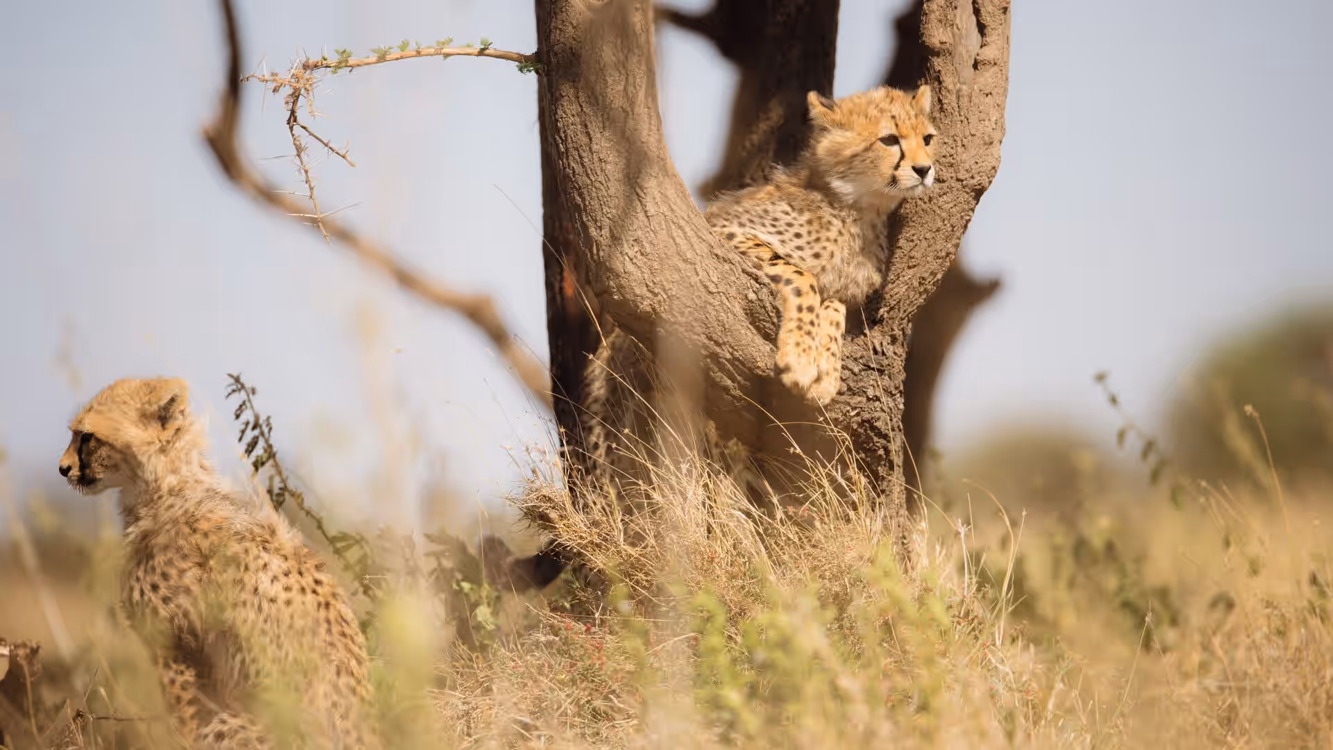 Walking Safari in Nyerere National Park gallery 2