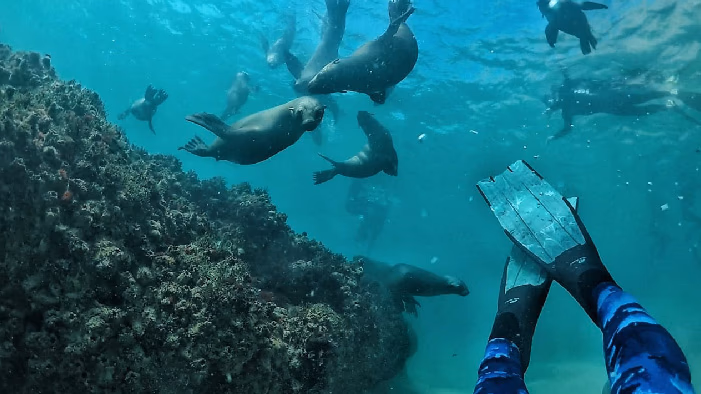 Plettenberg Bay: Guided Cape Fur Seal Snorkeling Adventure gallery 0