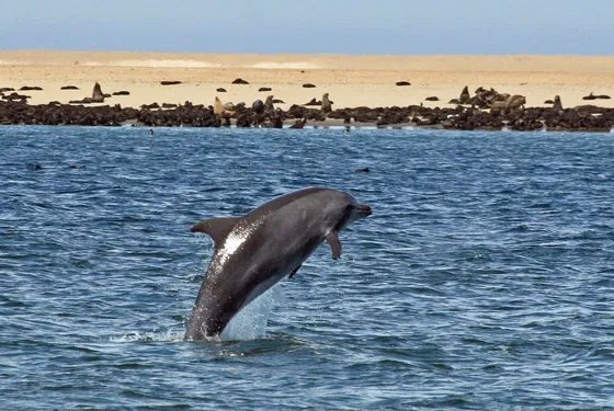 Walvis Bay Marine Big 5 Luxury Catamaran Cruise gallery 1