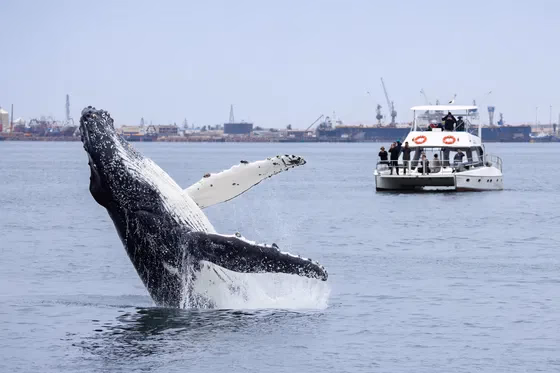 Walvis Bay Marine Big 5 Luxury Catamaran Cruise gallery 3