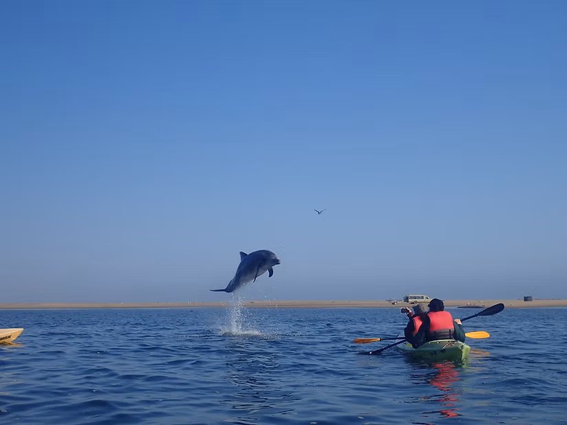 Walvis Bay Pelican Point Eco-Kayaking Adventure gallery 4