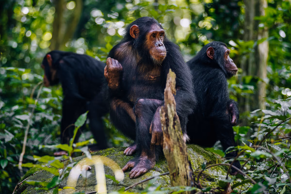 Chimpanzee Tracking gallery 0