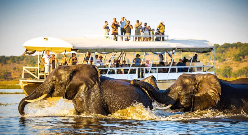 Chobe River Boat Cruise gallery 2