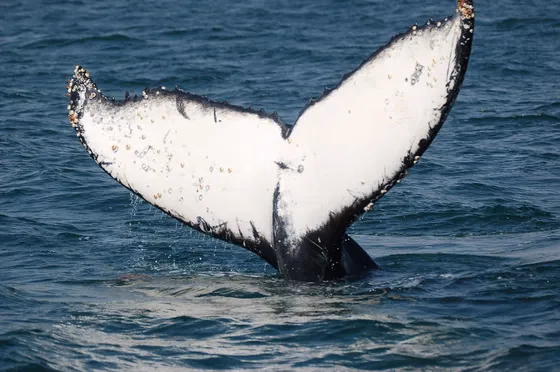 Walvis Bay Marine Big 5 Luxury Catamaran Cruise gallery 4