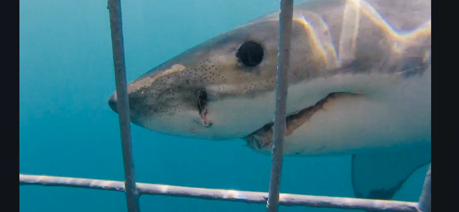 Apex Shark Cage Diving & Marine Big Five Eco-Tour gallery 1