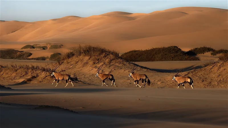 Walvis Bay and Sandwich Harbour Tour gallery 7