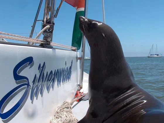 Walvis Bay Marine Big 5 Luxury Catamaran Cruise gallery 5