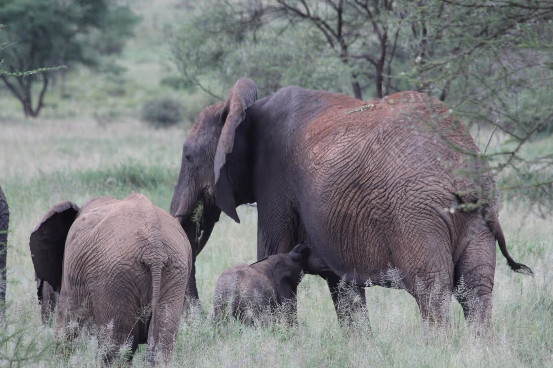 Walking Safaris in Tarangire National Park gallery 2