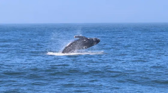Walvis Bay Marine Big 5 Luxury Catamaran Cruise gallery 6