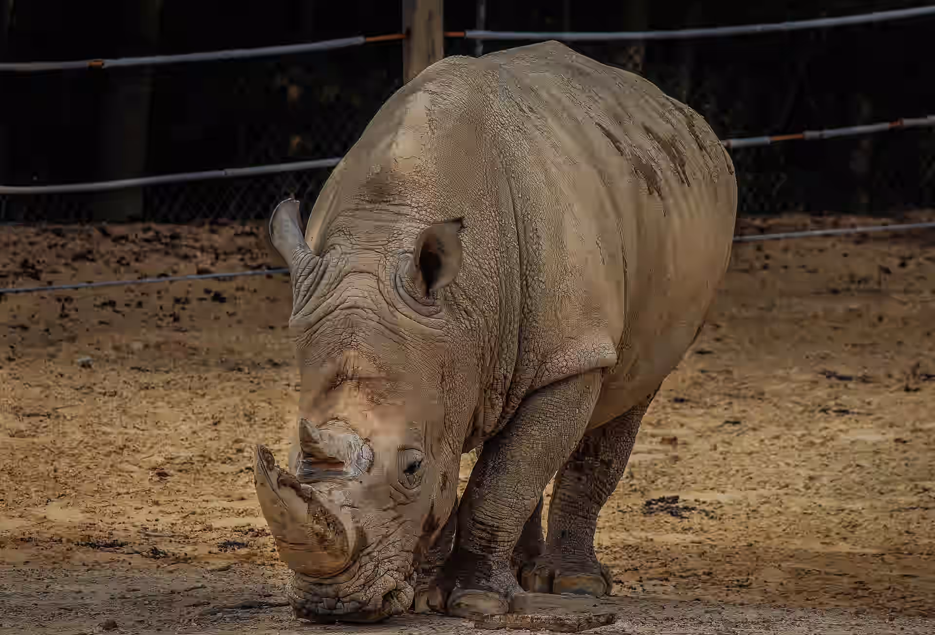 Rhino Sanctuary & Wild Dog Center (Mkomazi) gallery 0