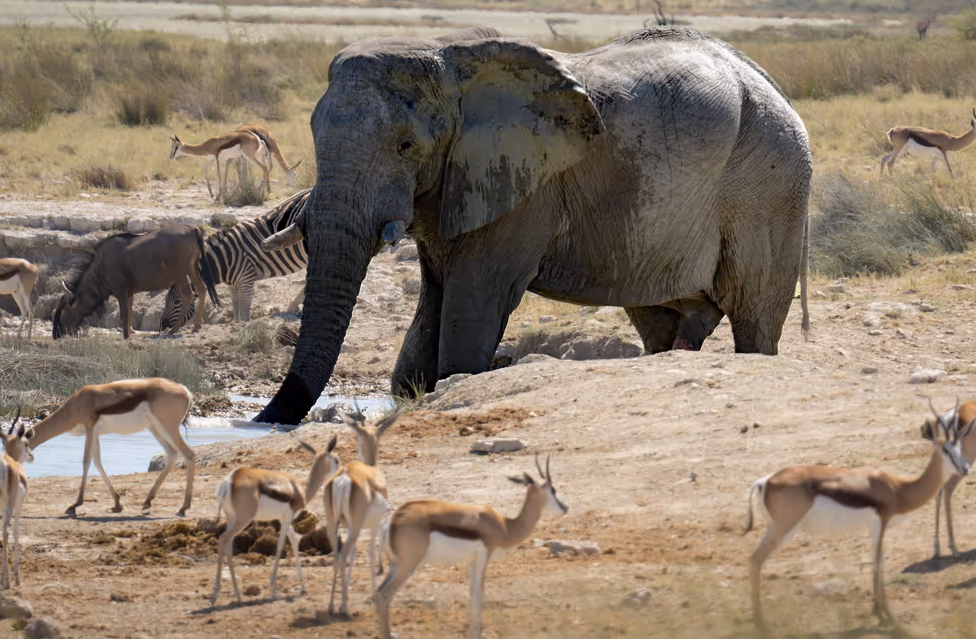 Walking Safari in Nyerere National Park gallery 0