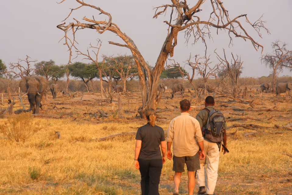 Walking Safaris in the Khwai Concession & Okavango Delta gallery 1