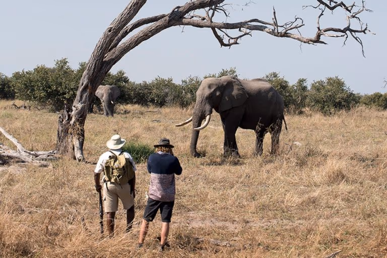 Walking Safaris in the Khwai Concession & Okavango Delta gallery 4