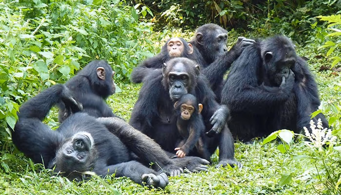Chimpanzee Tracking gallery 2