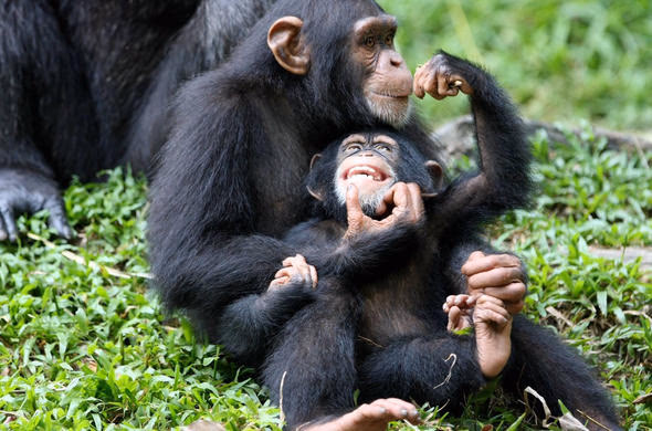 Chimpanzee Tracking gallery 1