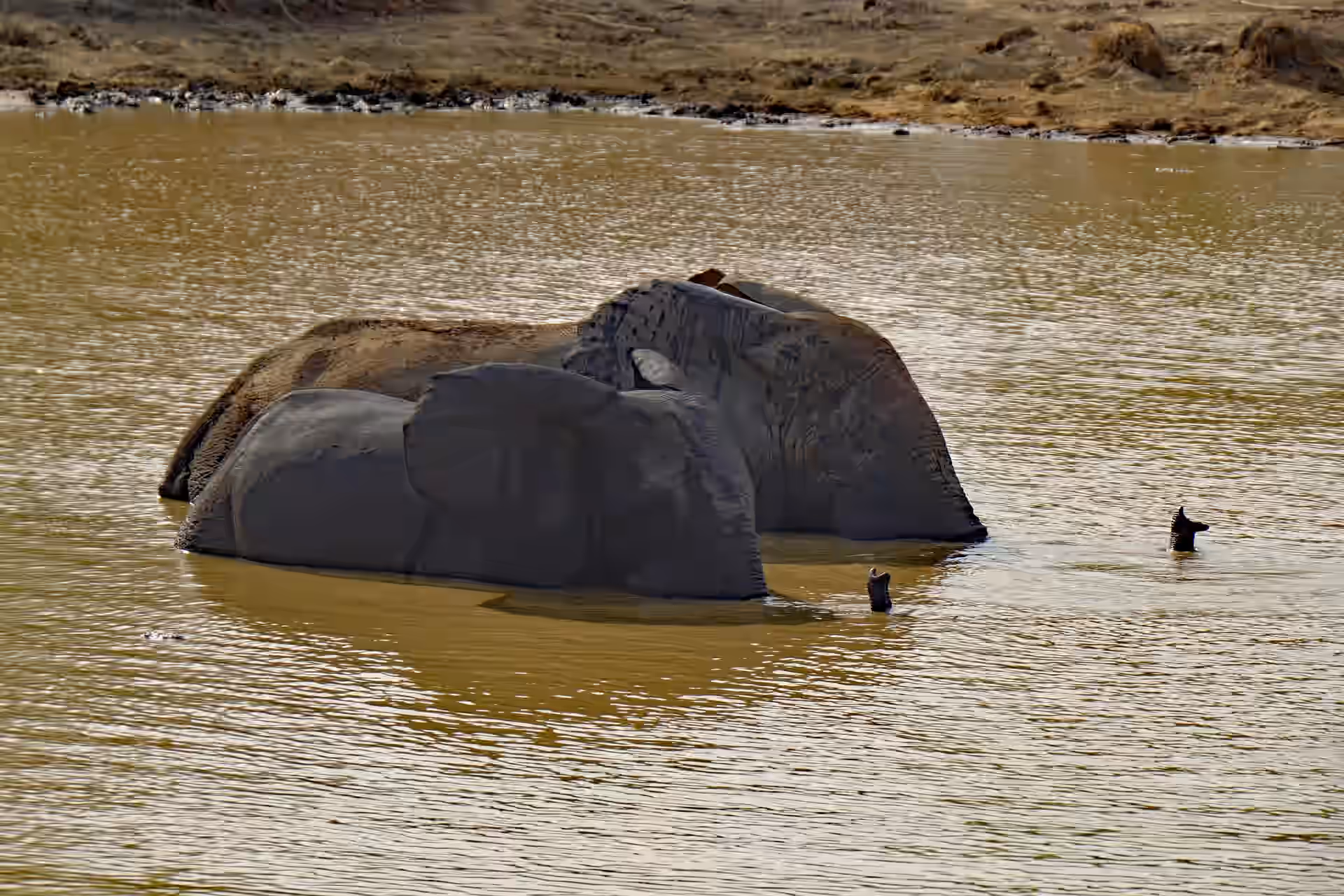 Walking Safaris in Tarangire National Park gallery 0