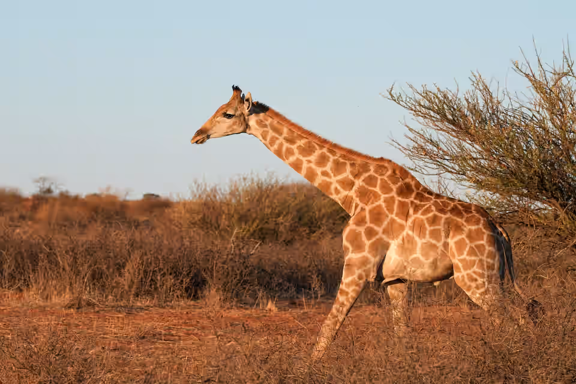 Walking Safari in Mikumi National Park gallery 0