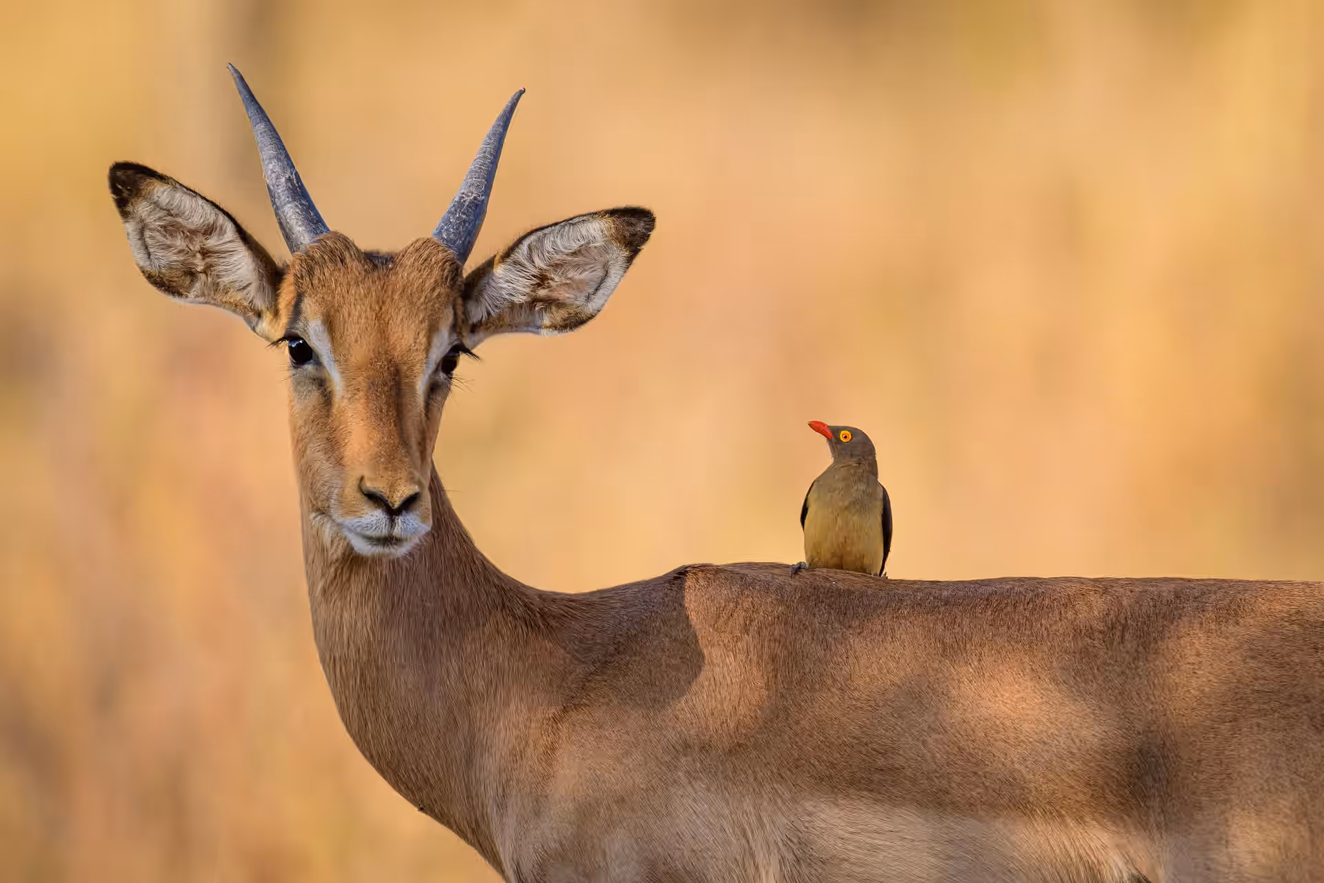 Walking Safari in Ruaha National Park gallery 1