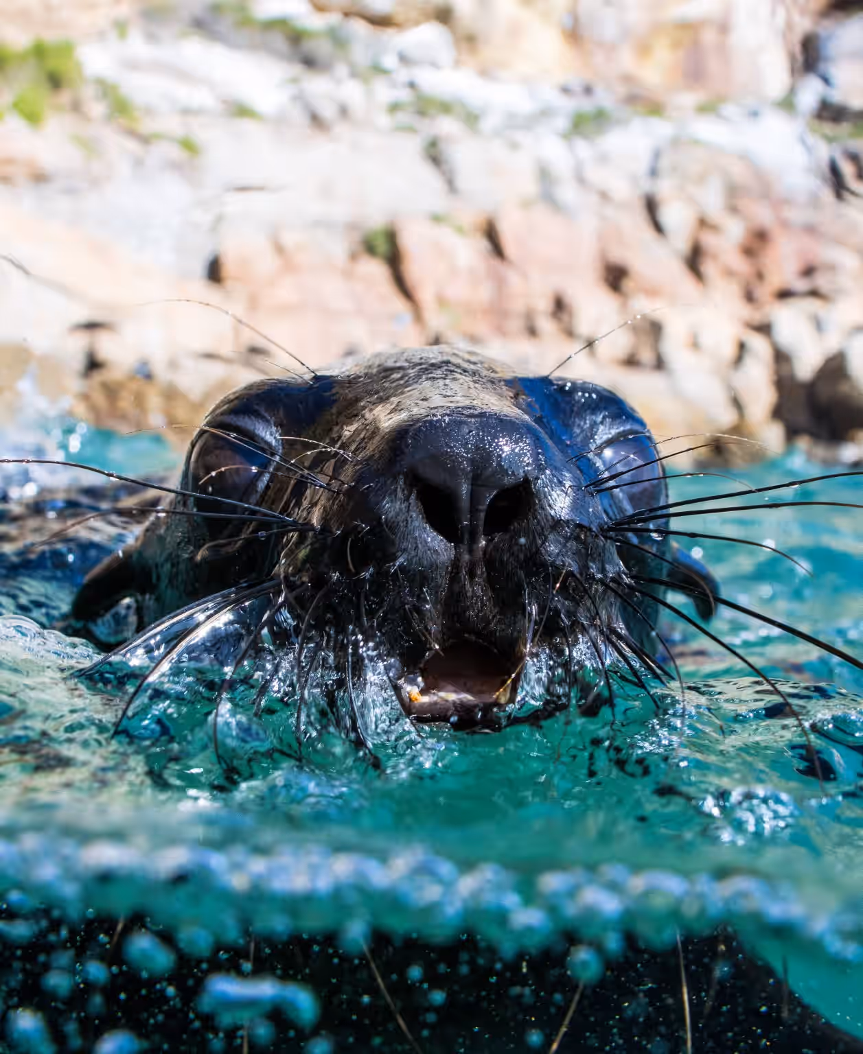 Plettenberg Bay: Guided Cape Fur Seal Snorkeling Adventure gallery 3