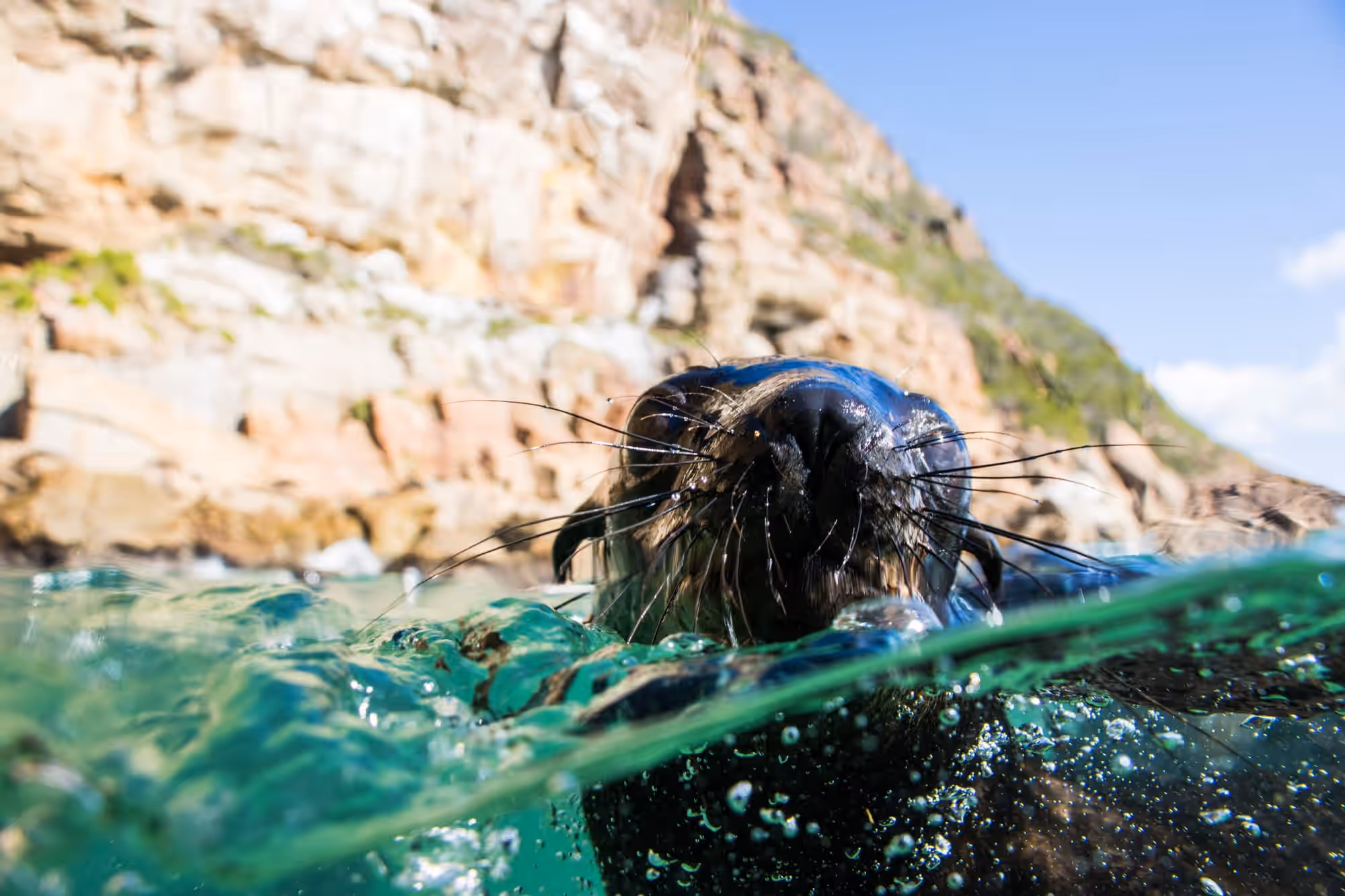 Plettenberg Bay: Guided Cape Fur Seal Snorkeling Adventure gallery 4