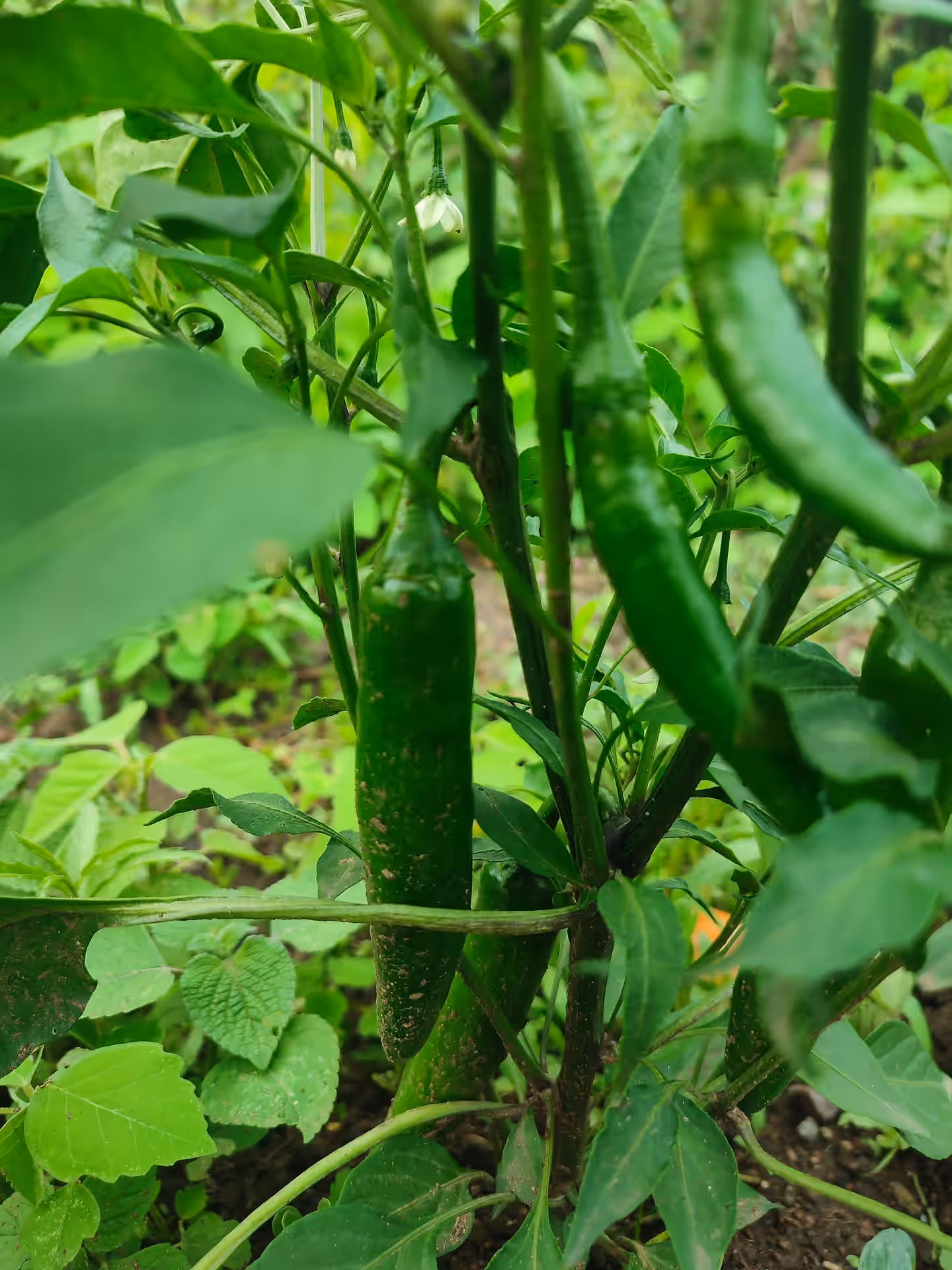Stone Town & Spice Farm Tour (Full Day) gallery 4