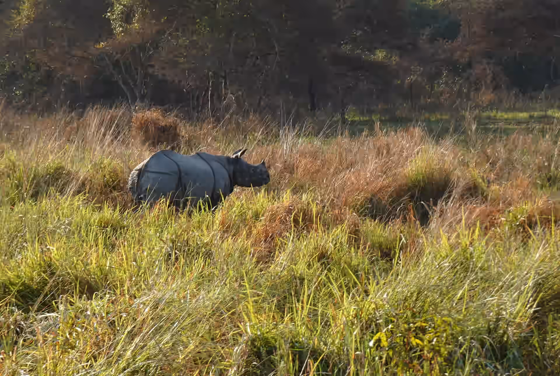 Rhino Sanctuary & Wild Dog Center (Mkomazi) gallery 1