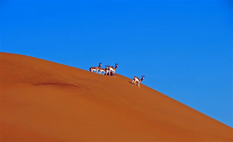 Walvis Bay and Sandwich Harbour Tour gallery 12